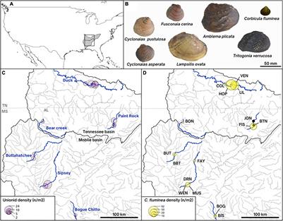 Environment and Co-occurring Native Mussel Species, but Not Host Genetics, Impact the Microbiome of a Freshwater Invasive Species (Corbicula fluminea)